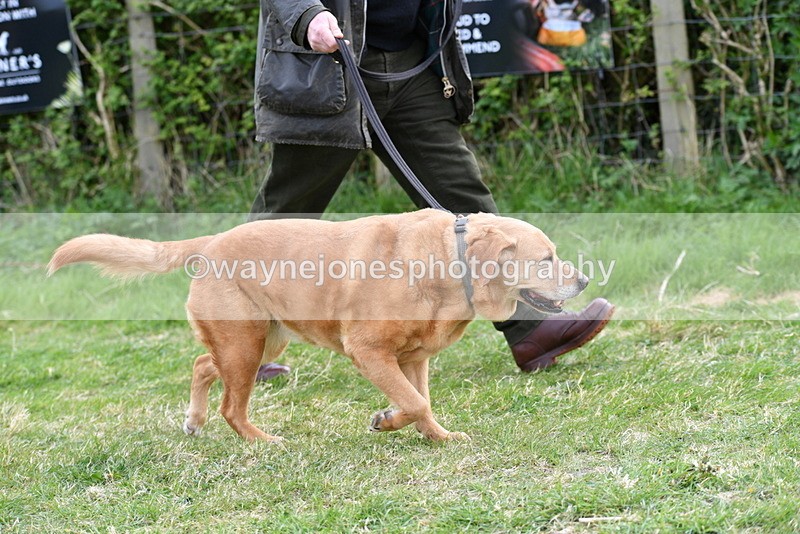 WJ5_0021 - Class 5 Best Veteran / 7 years & over