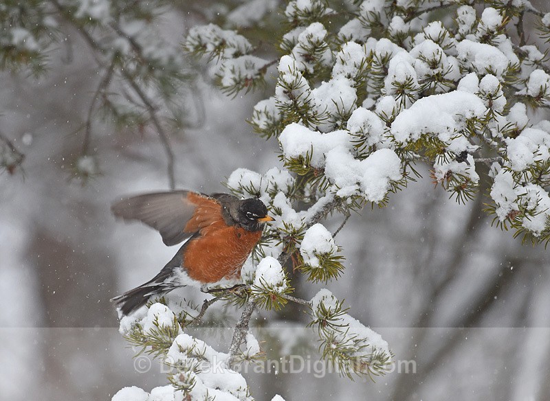 American robin in winter Turdus migratorius
