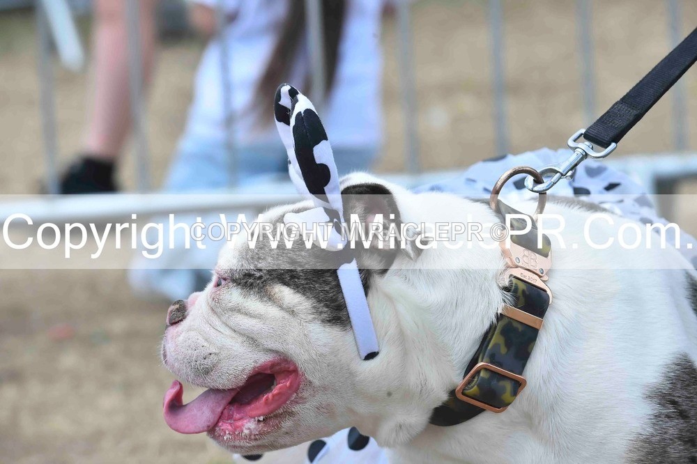 SH4_0286 - Dog show.