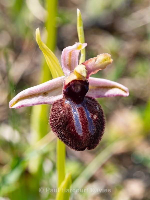 Siponto Ophrys (Ophrys sipontensis) ( syn. O. sphegodes ssp. sipontensis  - Gargano - Wild Orchids