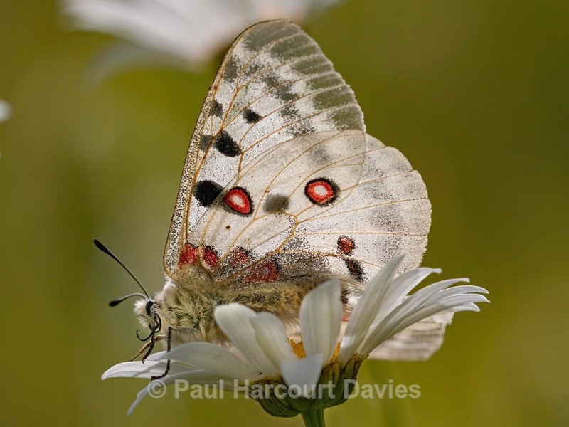 Apollo or mountain Apollo (Parnassius apollo) - Insects, Spiders and other Animals