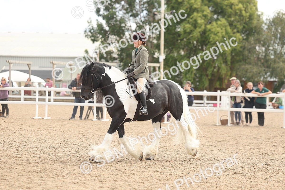 SBM_14767 - Class 308 - Ridden Coloured Horse