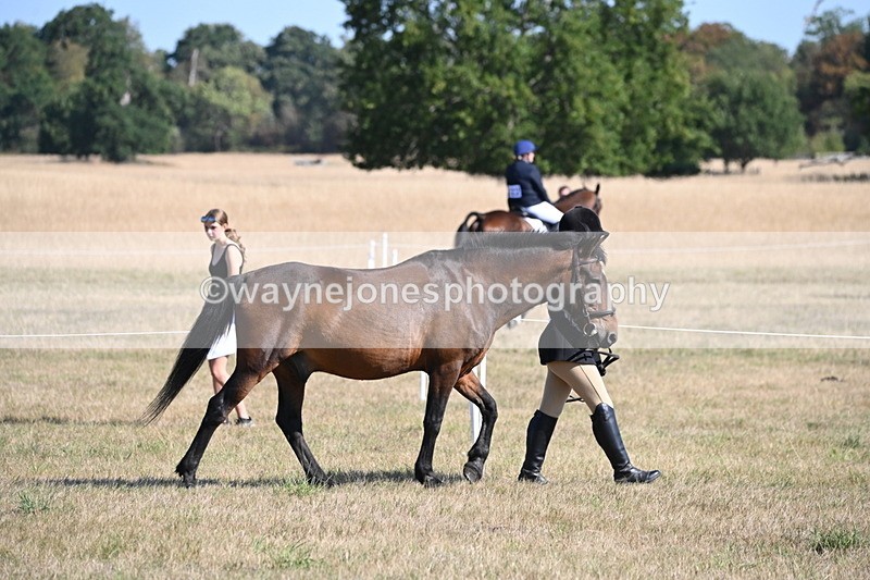 WJ6_7421 - Class 34 Judges Choice