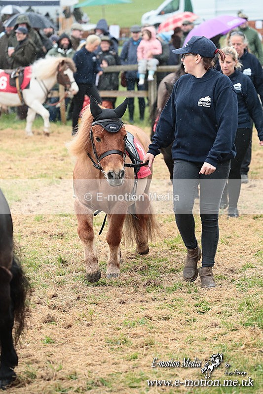 SHETPR 210425 31 - Shetland Ponies Paxford Races 21/04/25