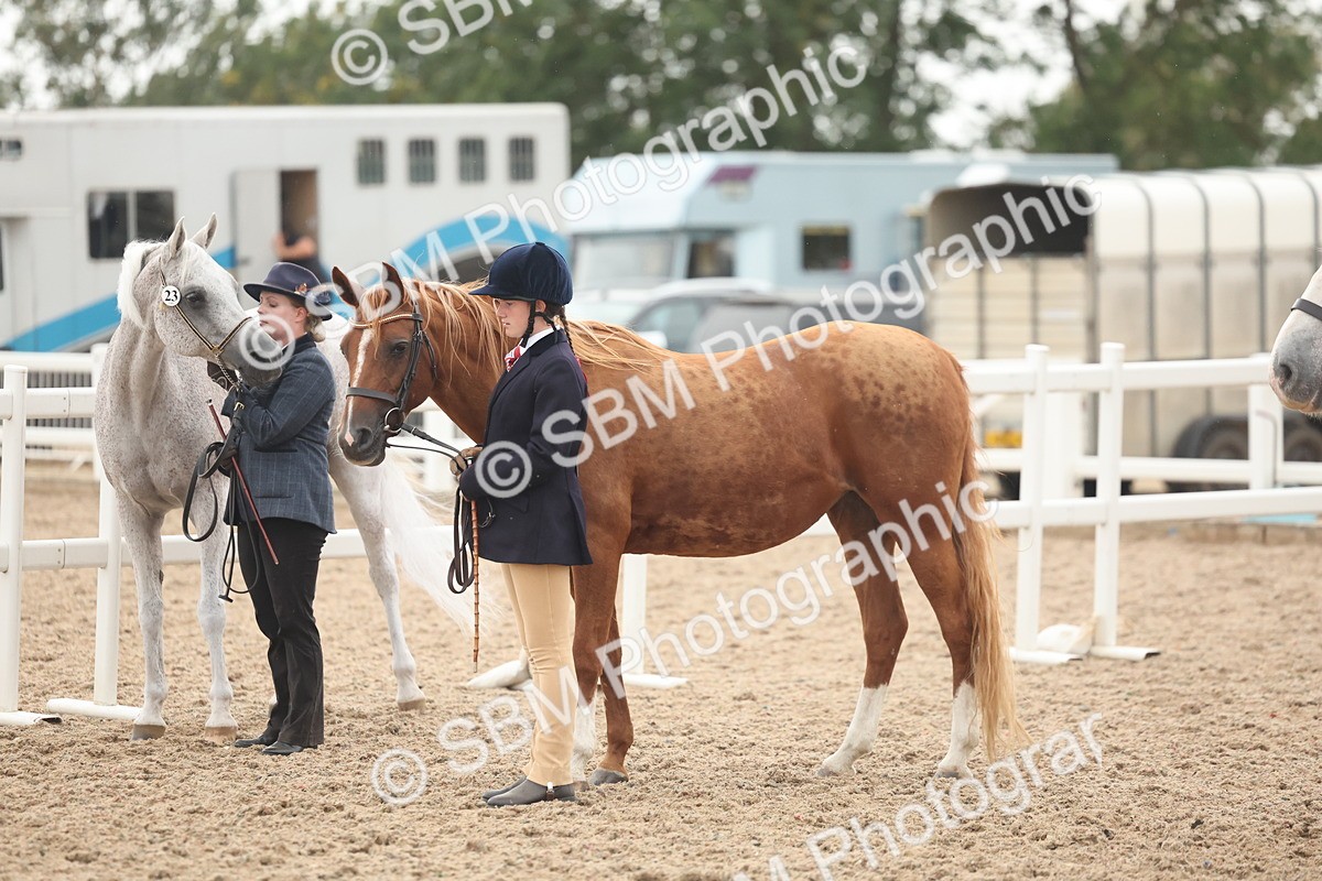 SBM_19425 - Class 317 - IH Pure Bred Horse-Pony