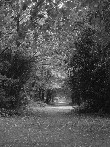 Image 10 (b&w) - Holland Park