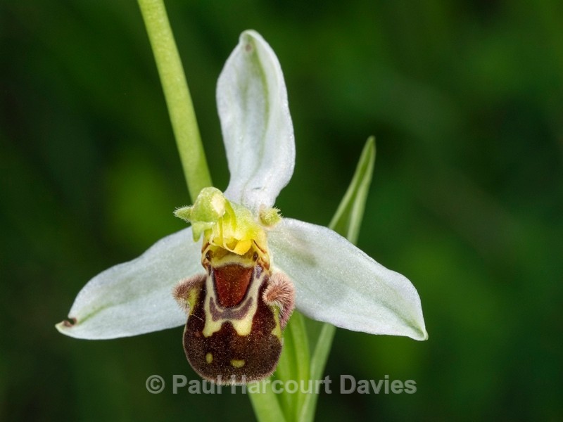 Bee Orchid (Ophrys apifera) - Wild Orchids 2021
