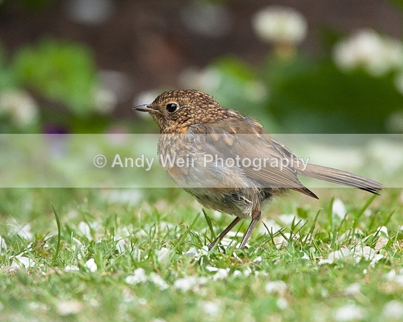 20080622-010 - Robin