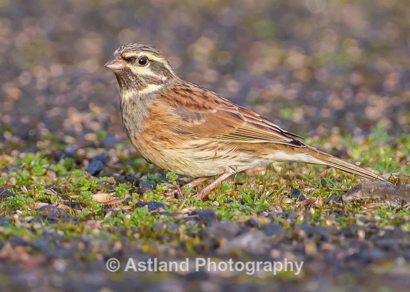 Astland Photography, Bird and Wildlife Images, Susan and Peter Wilson, U.K.