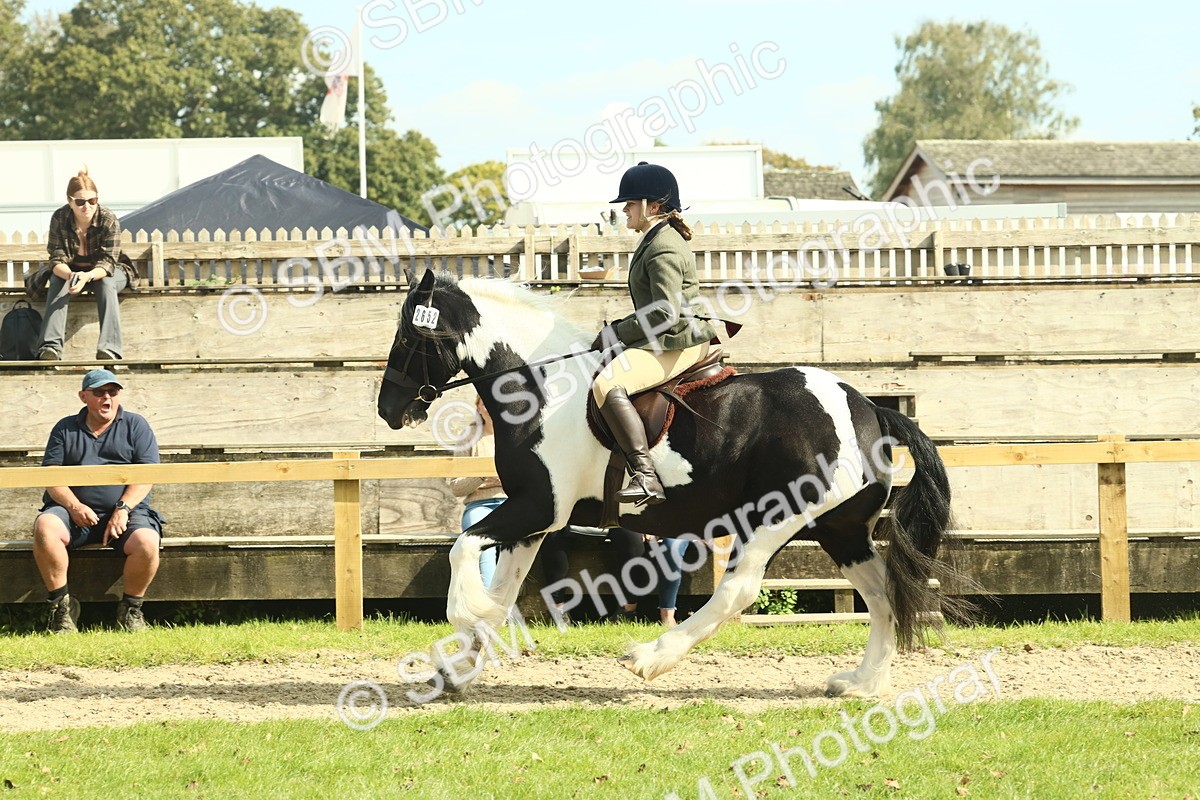 SBM_68818 - S58 - Mini Show Cob Ridden