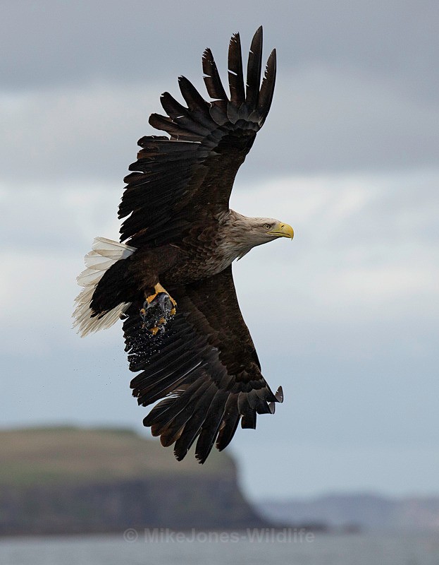 WHITE TAILED EAGLE,ISLE OF MULL, SCOTLAND - ISLE OF MULL WILDLIFE, Wildlife images from the Inner Hebrides