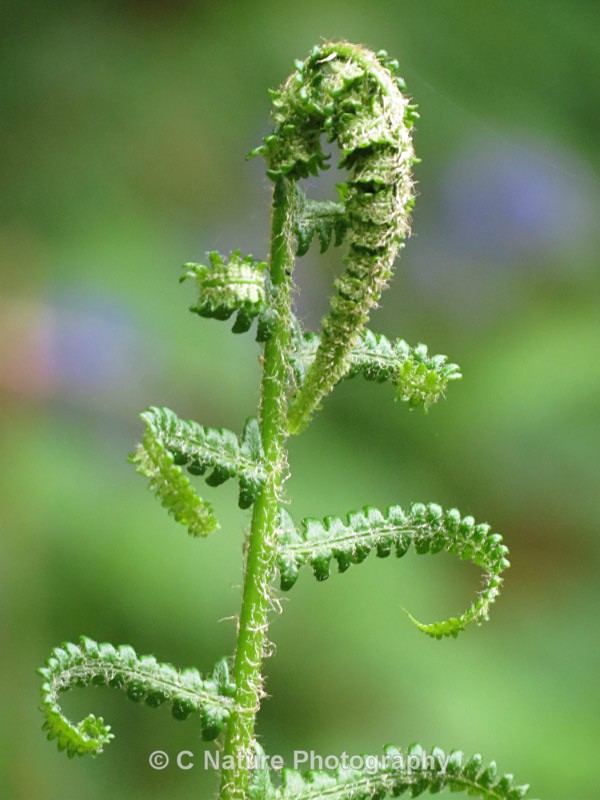 Unfurling Fern - Plants