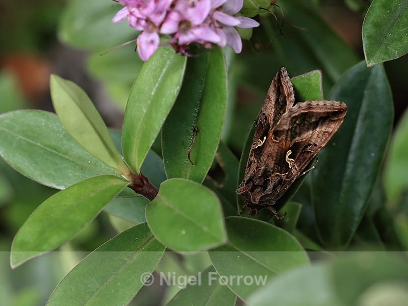 Silver Y moth on Hebe, Oxfordshire, UK - INSECTS