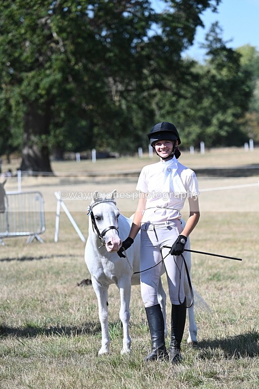 WJ7_1273 - Class 41 Prettiest Mare