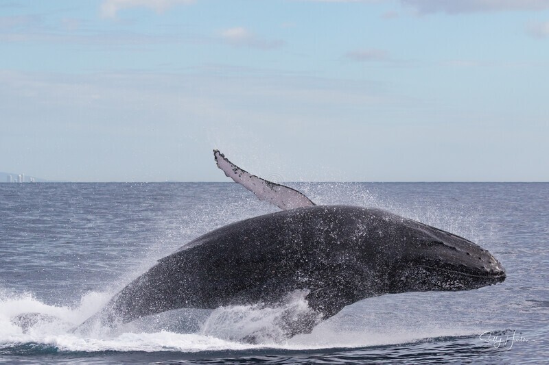 Humpback Ballet 11. 0A3A1485 - 2025 Whales