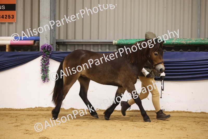 20260913-1085 - Class 109 - Bred On Exmoor In Hand