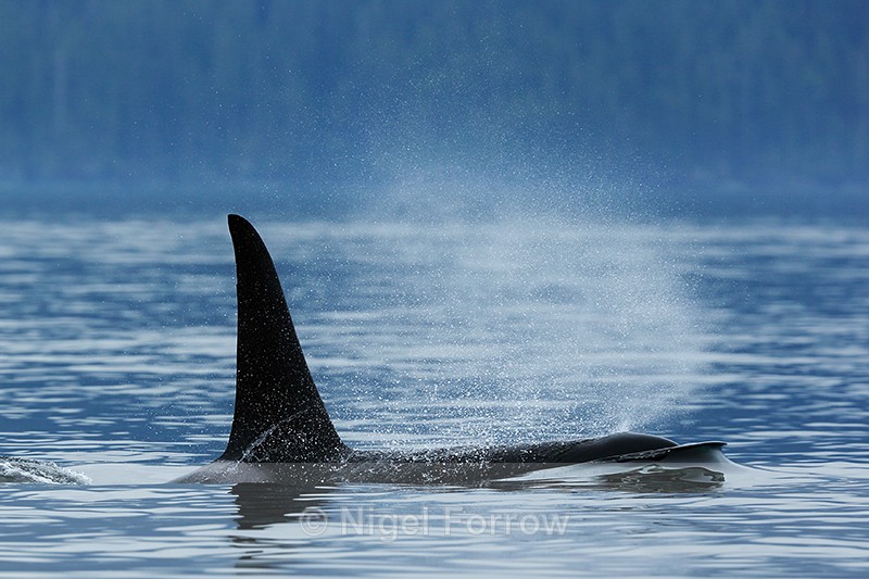 Orca (male) surfaces, Johnstone Strait, Canada - Dolphin