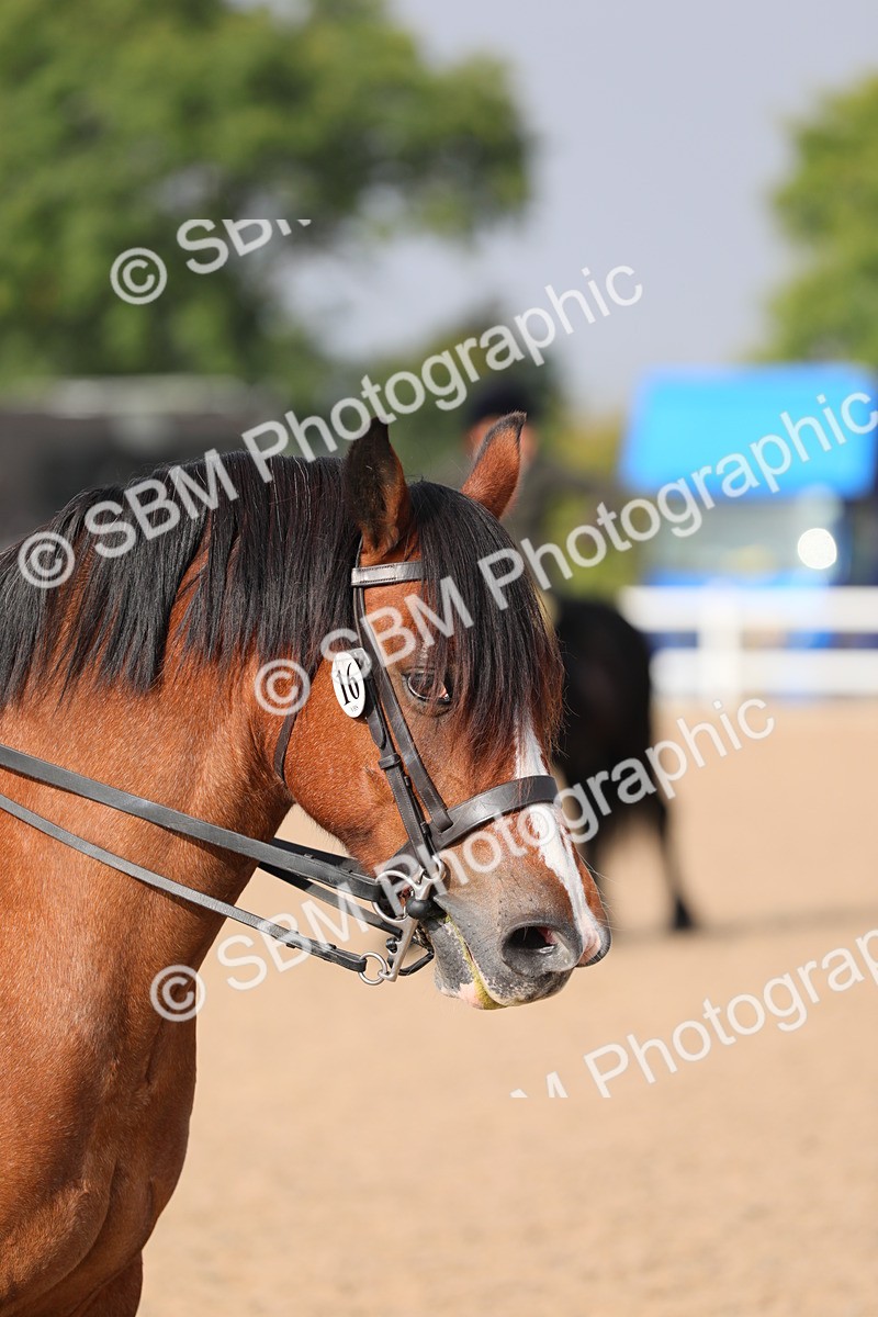 SBM_10093 - Class 302 Ridden M&M -Large Breeds