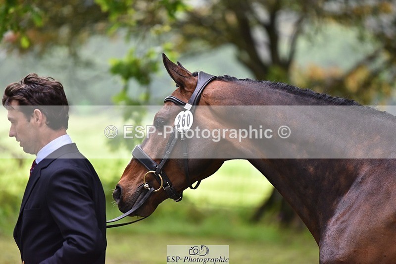 240522-164922-01177 - 260-WATERVALLEY_ROYAL_GUY-Harry_Meade