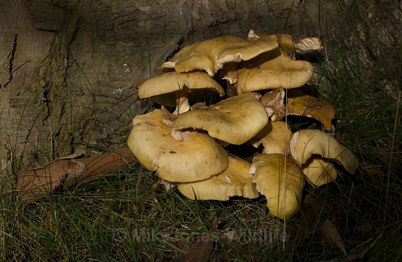 Fungi, Cholmondeley Castle, Cheshire - FUNGI (MUSHROOM) IMAGES