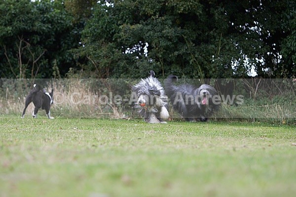  - Tendring Agility Group- St Osyth Summer Fete
