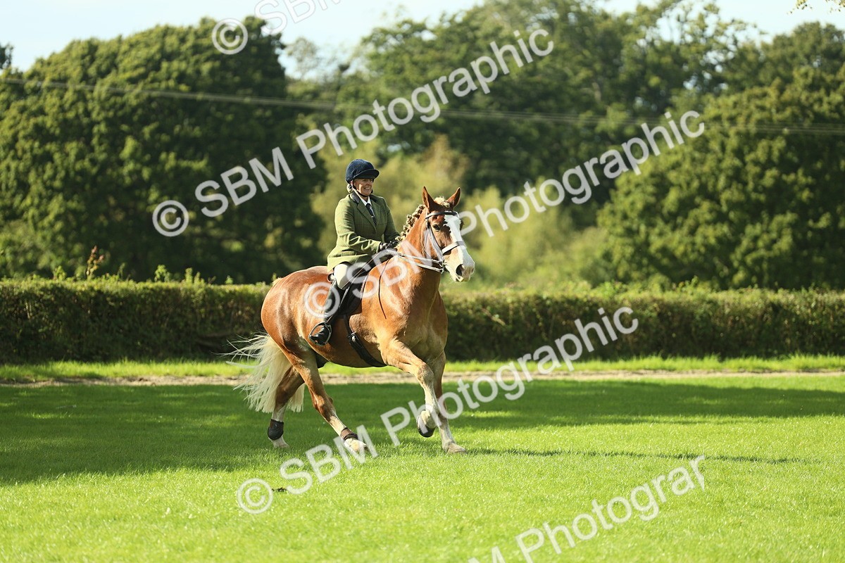 SBM_48111 - S32 - Novice & Newcomers Working Hunter
