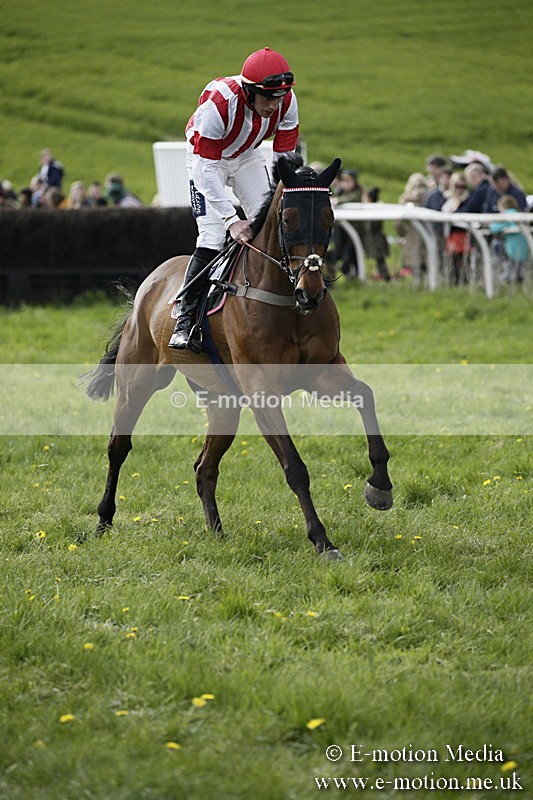 PtP 170417 416 - Old Berks Point-to-Point Lockinge 17/04/17