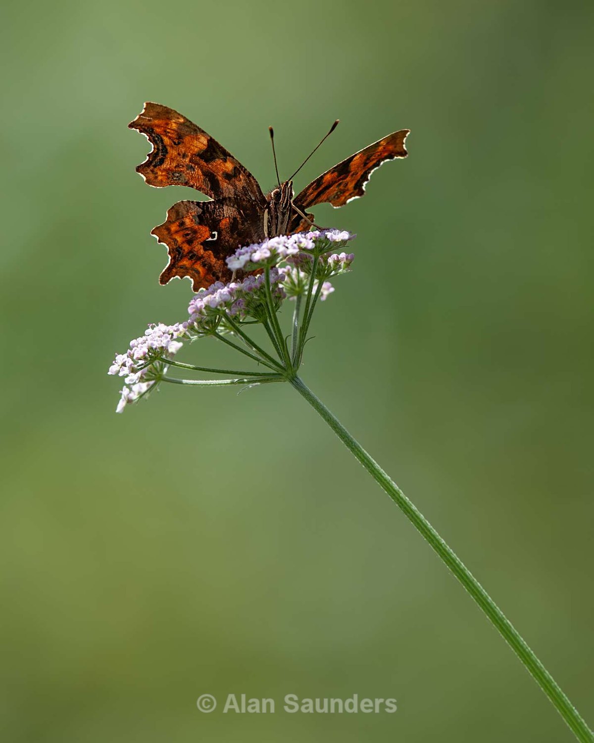Comma 6