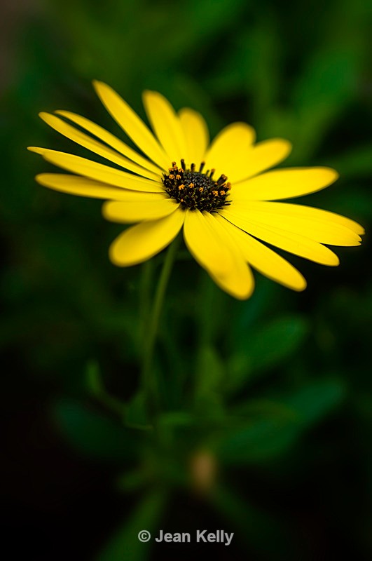 Flower - Daisy - 0304 - Yellow