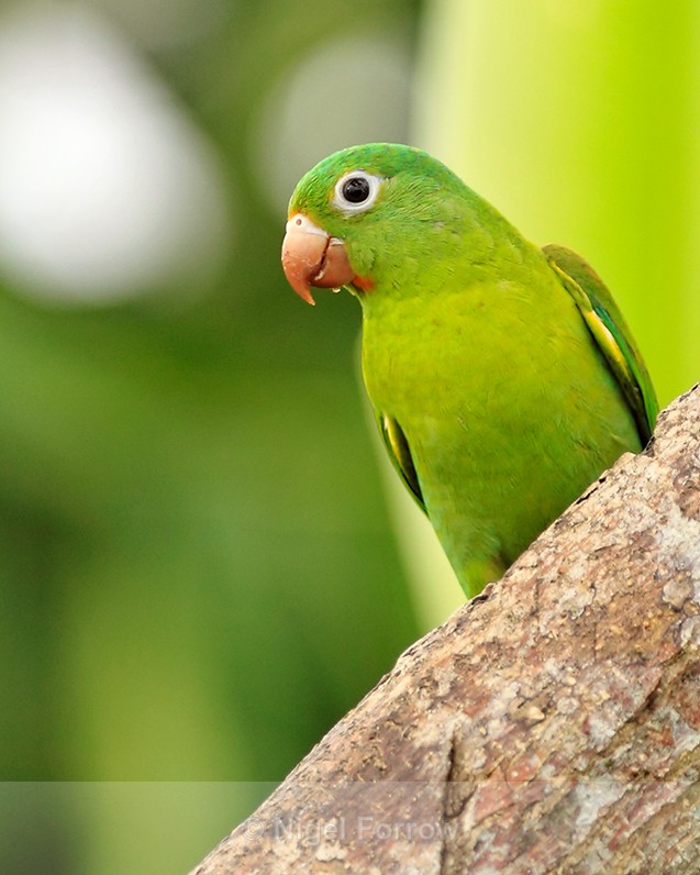Orange-chinned Parakeet near the feeders at Leaves and Lizards - Orange-chinned Parakeet