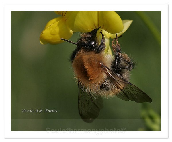 Bee White Tailed - Invertebrate's Macro