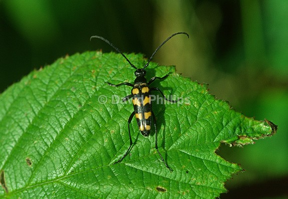 Wasp Beetle - Insects