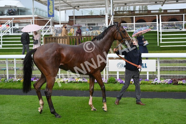 yr22052021r3-43 - Race 3 3.15pm William Hill Extra Place Races Stakes