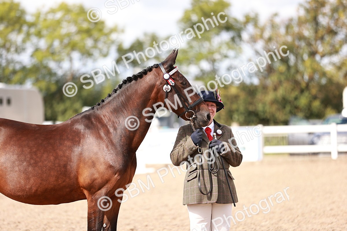 SBM_14197 - Class 407 - IH Hack Riding Horse