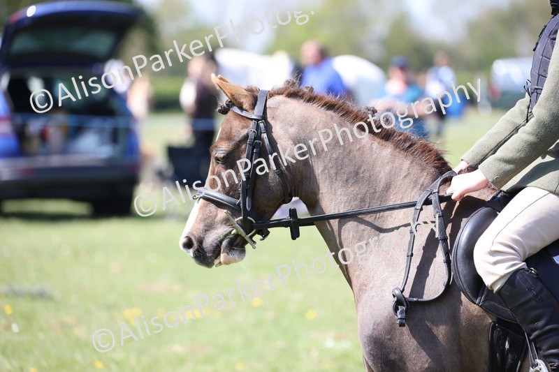 20250427-3285 - Class 33 - Best Pony 14.2hh and Under