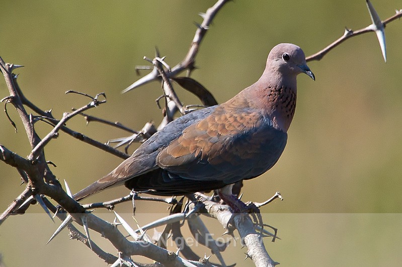 Laughing Dove perched on a branch - Laughing Dove