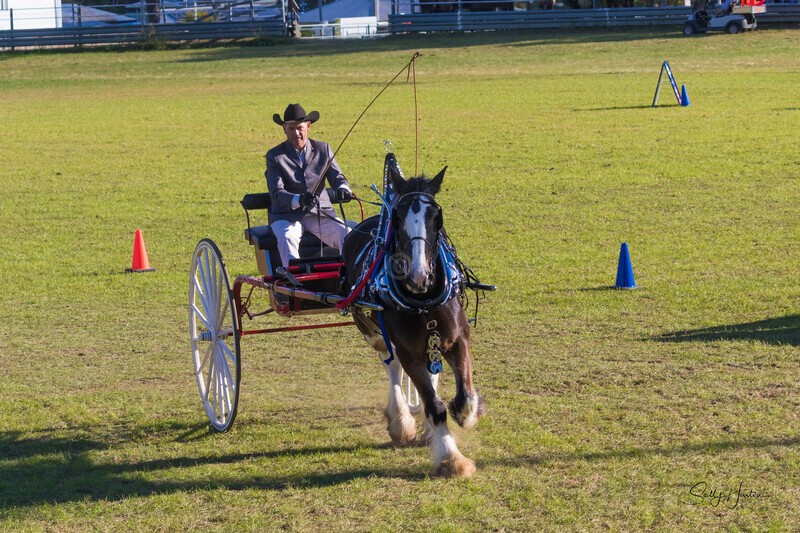 Harness Driving Challenge 30. 0A3A9485 - 2025 Senic Rim Clydesdale Spectacular