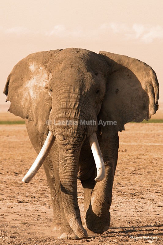 _M7B0168 Amboseli - Elephants