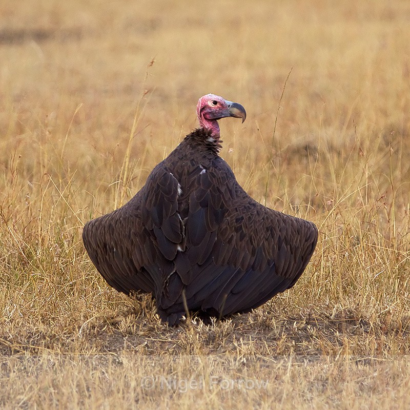 Lappet-faced Vulture spreading its wings - Lappet-faced Vulture