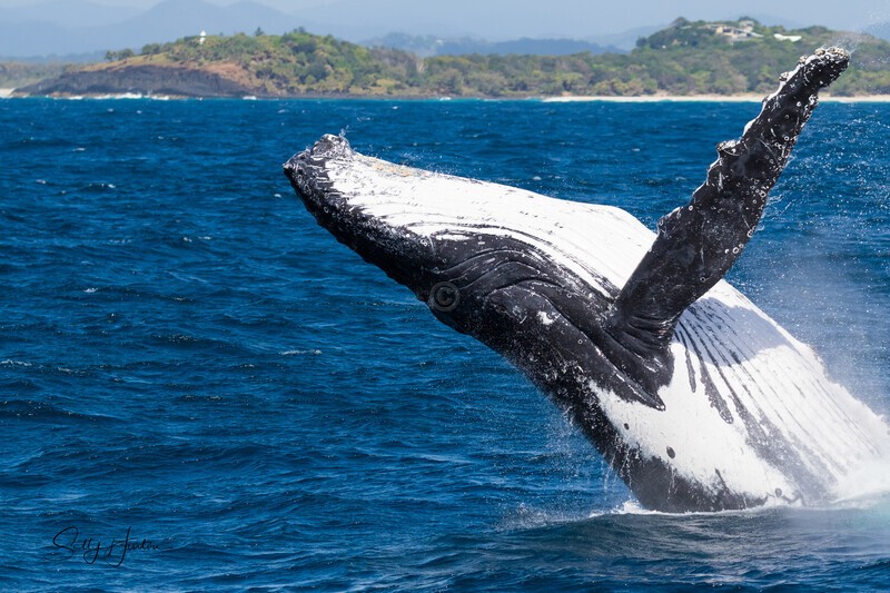 Fingal Breach 5 0A3A3922 - Humpback Whales