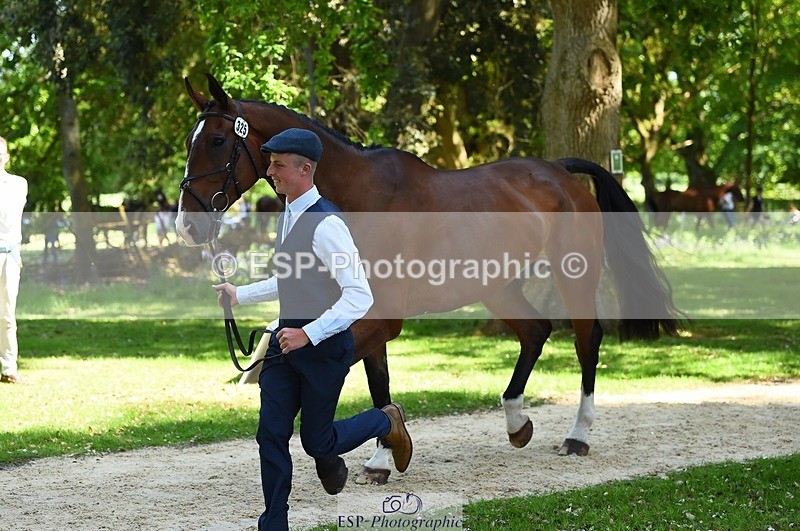 230524-152406-00244 - 325-LONESTAR-Thomas_Hawke-WEDTrotUp+DR