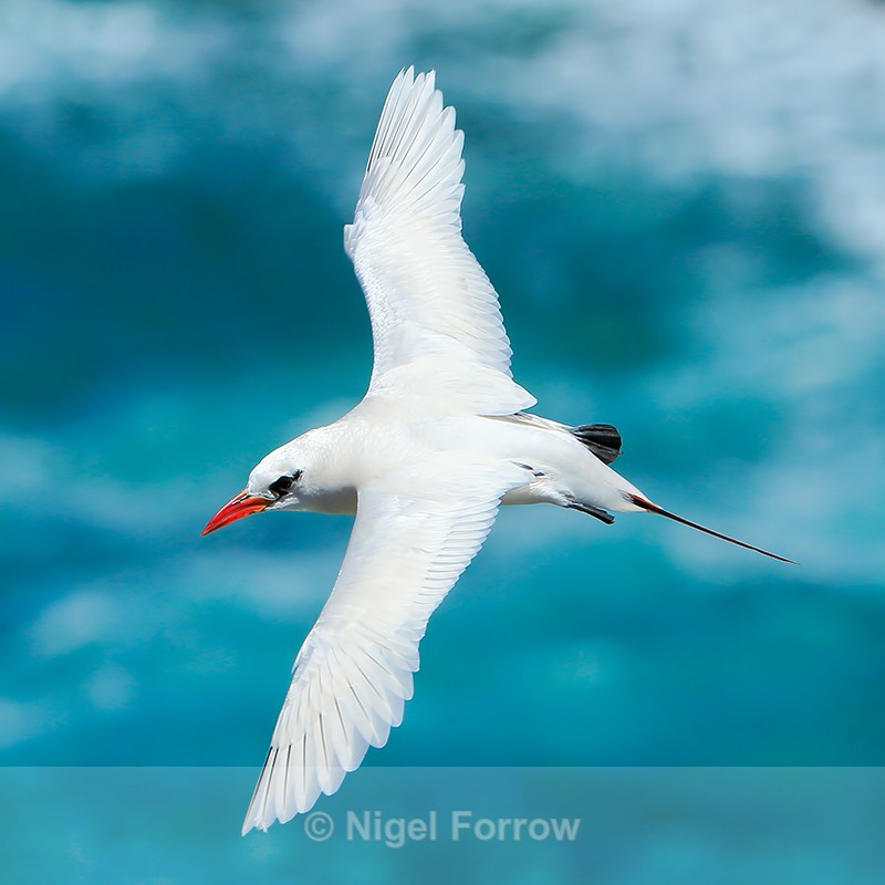 Red-tailed Tropicbird in flight, Kilauea Point, Kauai - Red-tailed Tropicbird