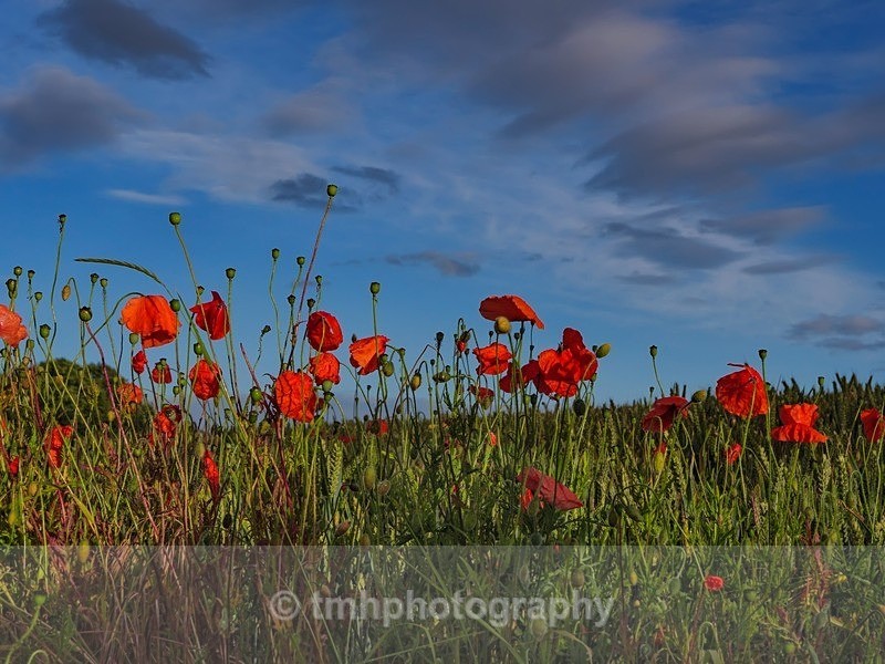 Poppies - Yorkshire Countryside