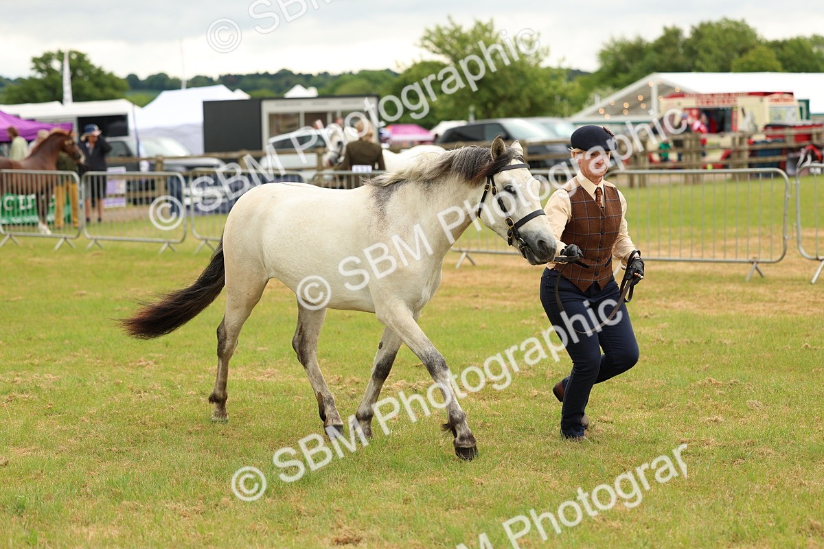 SBM_04065 - Class 64-67 - Shetland Pony In Hand