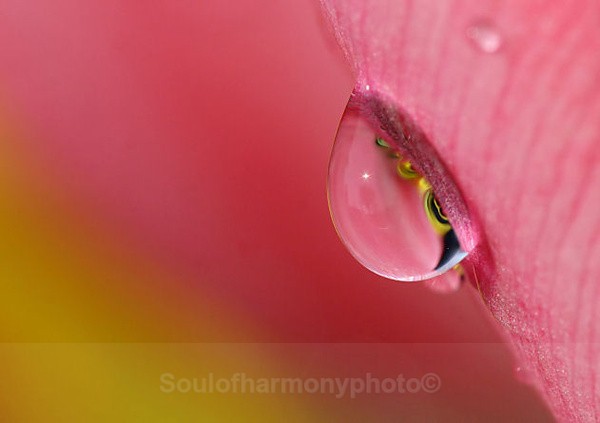 Delicacy Of Love,Sensuality - Feature Series