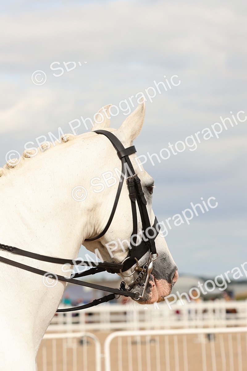 SBM_15894 - Class 216 - Best Side Saddle Horse-Pony