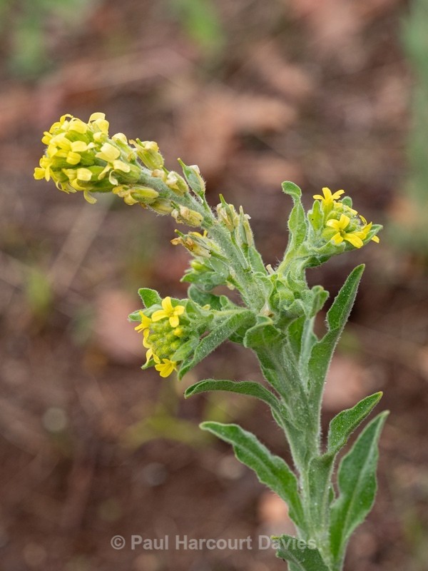 Fibigia (Fibigia clypeata) - Gargano - Wild Flowers