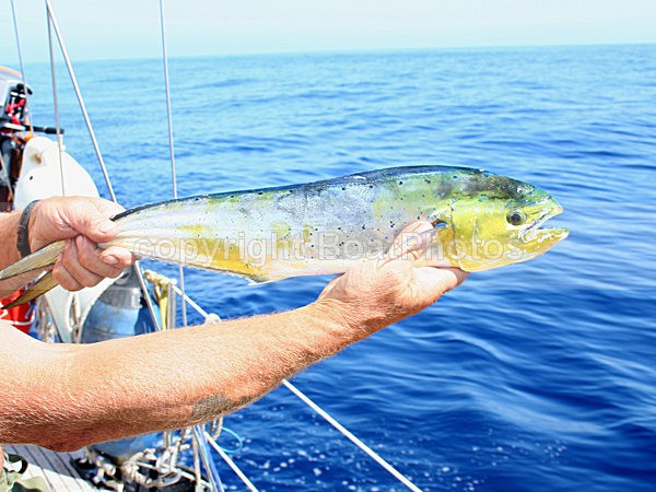 060930 First Catch - ATLANTIC CROSSING 2006