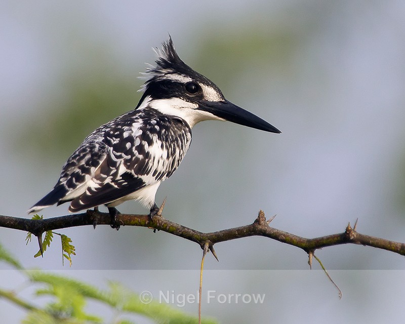 Pied Kingfisher perched on a branch - Pied Kingfisher