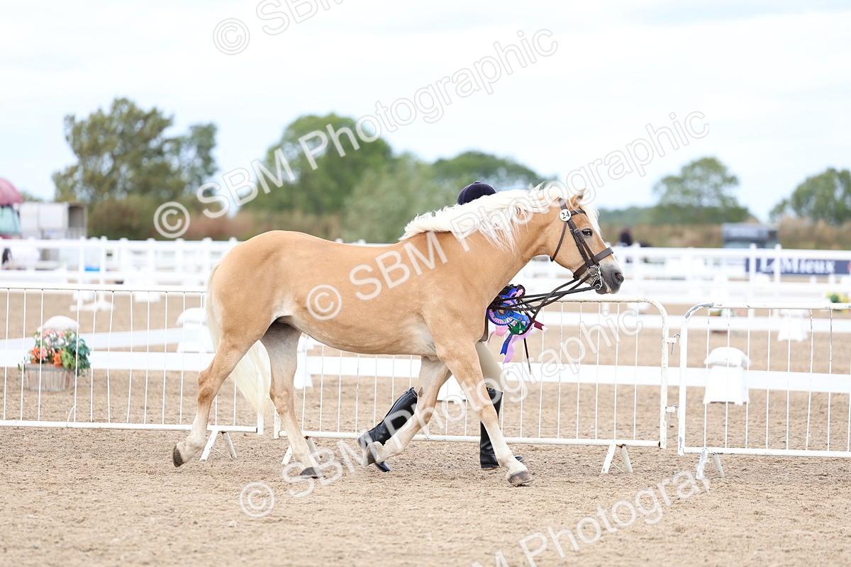 SBM_04011 - Class 25 - IH Foreign Breeds - Pure Bred